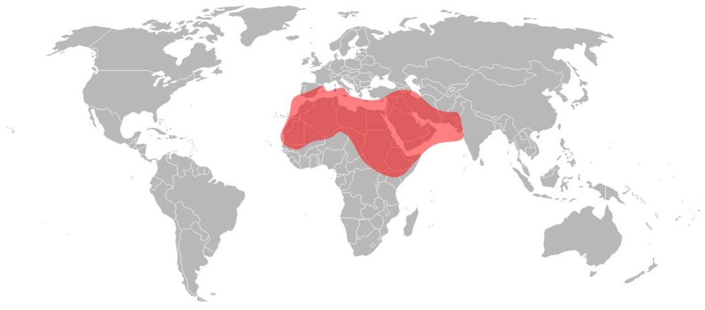 Eutelsat 8 West B Ku-Band MENA Beam