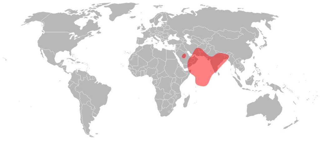 Intelsat 10 Ku-Band India Beam