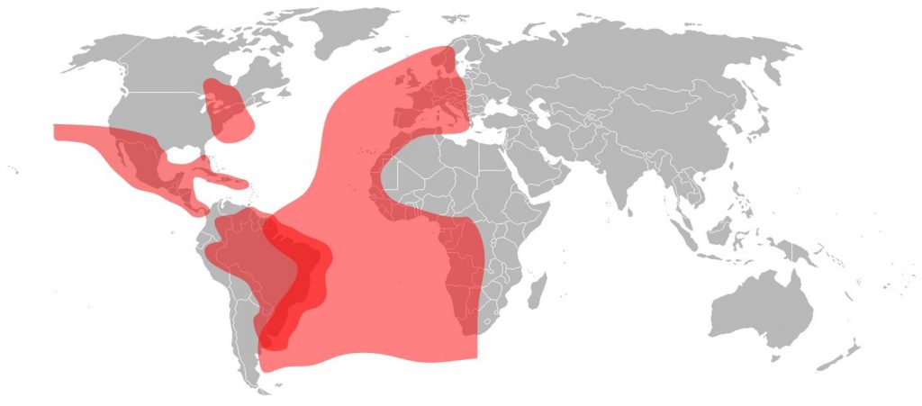 Intelsat 21 Ku-Band Total Coverage